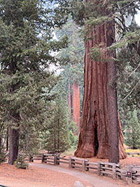 Trunk of a giant sequoia alon the Congress Loop Trail near the General Sherman Tree.