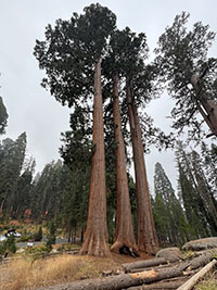 Three giant sequoia trees