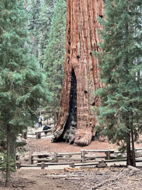 Fire-scorched trunk of a giant sequoia tree surrounded by a fenced pathway.