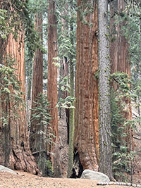 View of multiple sequoia tree trunks in the Giant Grove.