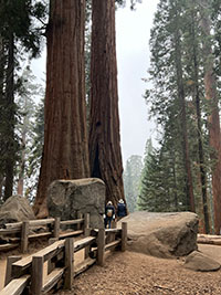 Two sequoias, two large bolders, and fences along the a trail near the intersection of the Congress Loop Trail near the General Sherman Tree. People for scale.