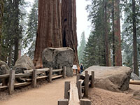 Trail with coulders and sequoia trees