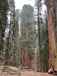 View of the General Sherman Tree (giant sequoia). 