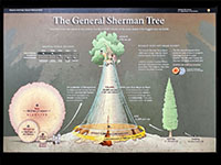 A park display discribling the size and characteristics of the General Sherman Tree.