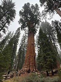 View of the General Sherman Tree (giant sequoia). 