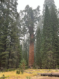 View of a meadow with low, yellow plant cover with giant sequoia trees in the background.