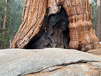 Fire-scarred lower trunk of a living sequoia with a granite outcrop in foreground.