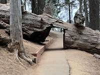 An old fallen sequoia  that has been cut with a tunnel for a paved trail of the Congress Loop Trail.