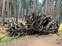 Tangled roots of an old, fallen sequoia tree.