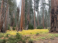 A picture in a sequoia grove showing tree trunds and yellow plant cover on the ground.