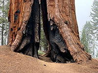 Two close sequoias displaying charring by fire.