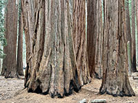 Picture showing the lower tree trunks of a grove of sequoia trees.  