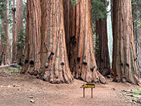 Picture showing the lower tree trunks of a grove of sequoia trees. The grove is called The House on a small sign.  