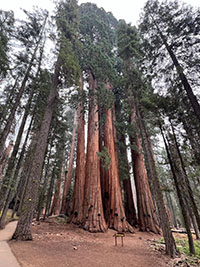 View of a tightly spaced grove of giant sequoia trees with a small name sign saying "The House."