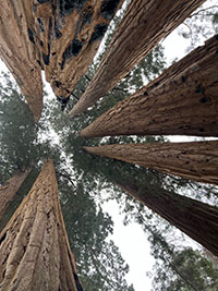 View looking up amongst the giant sequoias in "The House" grove.