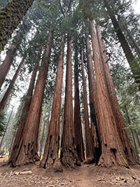 Another view of "The House" grove of giant sequoia trees along the Congress Loop Trail.