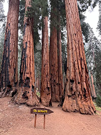 View of the grove of the giant sequoia trees with a name sign - "The Senate."