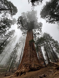 View looking up at a giant sequoia tree with its high crown disappearing into a dense fog.