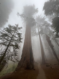 View looking up at a giant sequoia tree with its high crown disappearing into a dense fog.