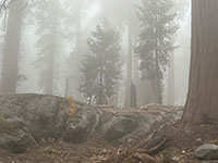 Young sequoias visible through a fog cloud.