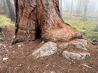 Sequoia root spreading like a foot on a granite outcrop.