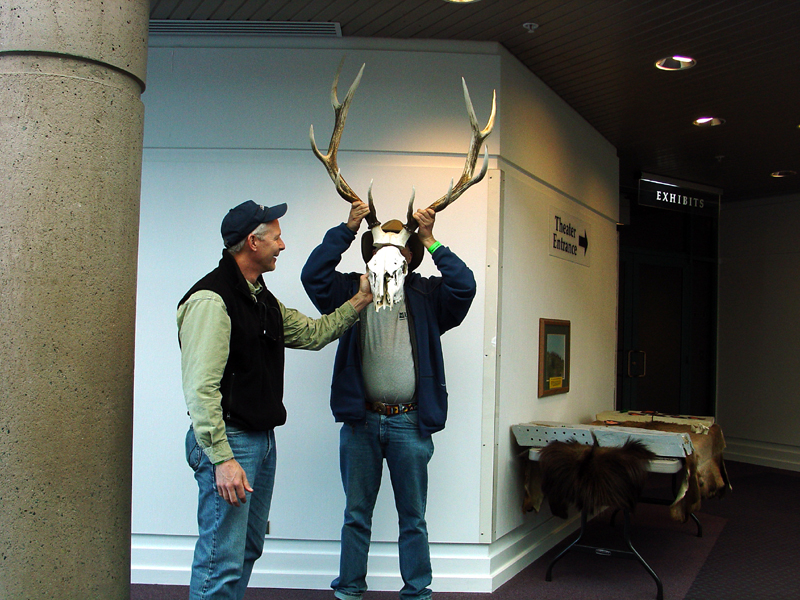 Elk skull and horns