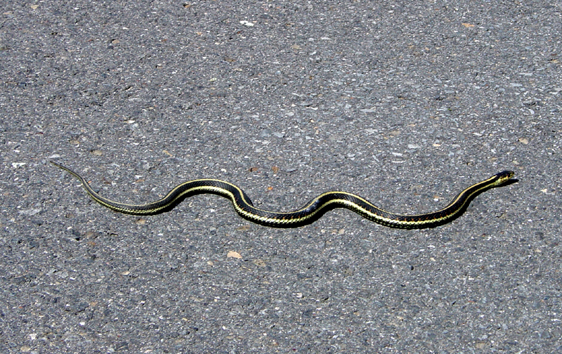 Garter Snake