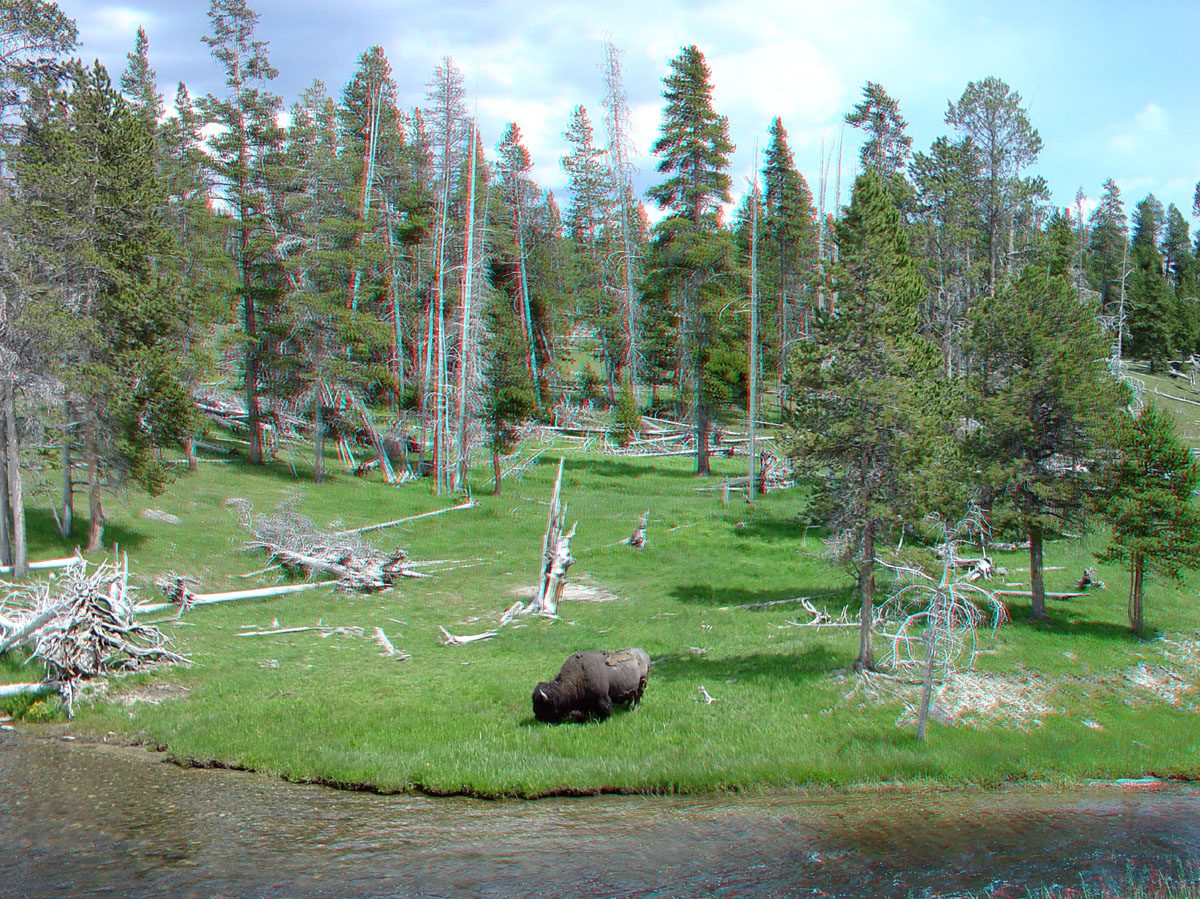 Bison near the Firehole River