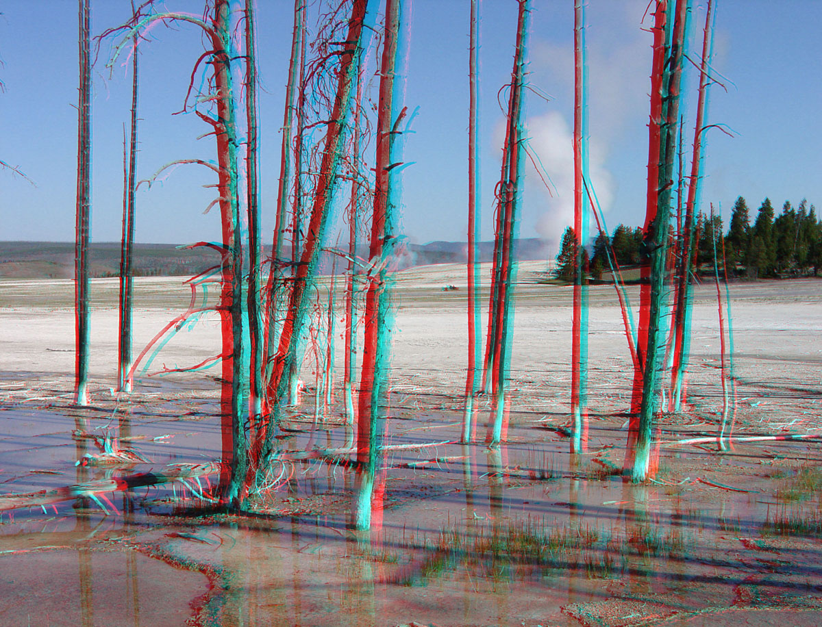Dead trees in Midway Geyser Basin