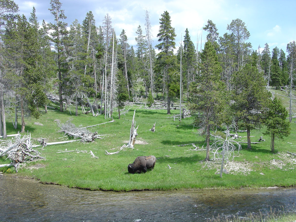 Bison near the Firehole River