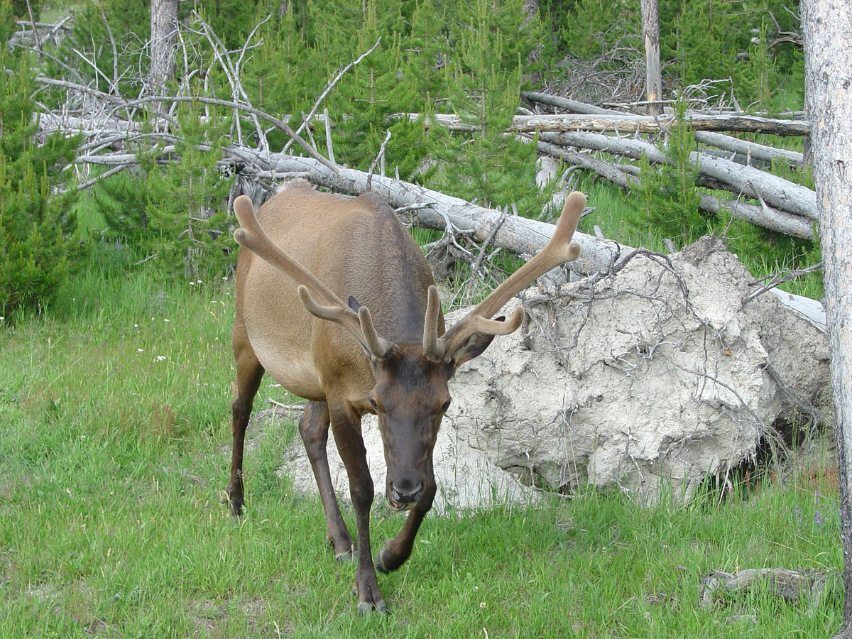 Elk in Yellowstone National Park