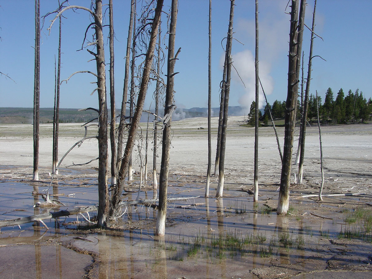 Dead trees in Midway Geyser Basin