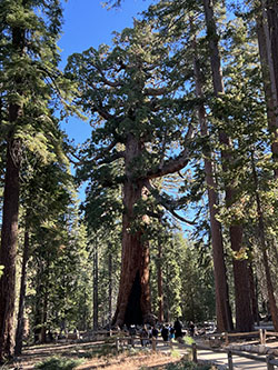 Giant Grizzly, one of the largest and oldest sequoias in the Mariposa Grove.