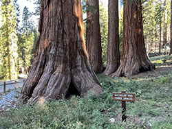 Sequoias: 