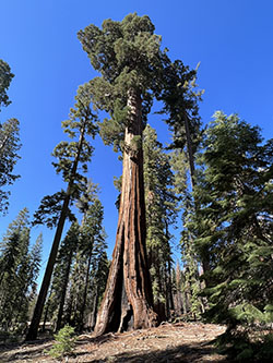 Wide-angel view of a giant sequoia in the Mariposa Grove.