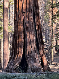 Fire-scortched stump are of a giant sequoia in the Mariposa Grove.