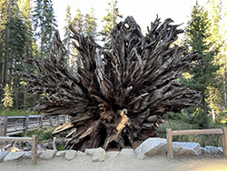 Barren roots of a fallen giant sequoia tree.
