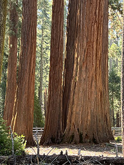 Giant sequoia tree trunks in the Mariposa Grove.