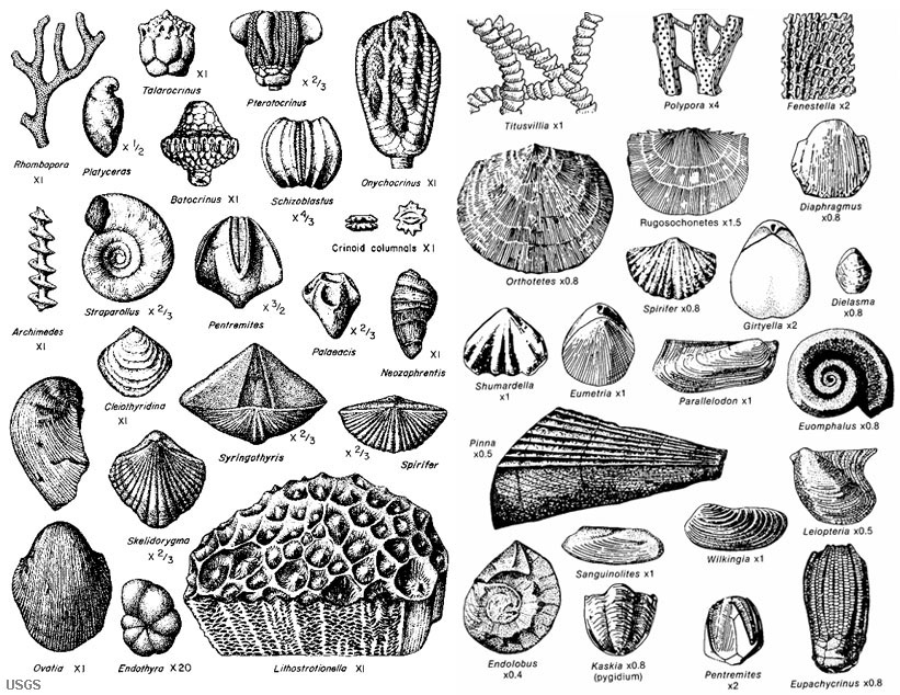 Chart Coral Fossil Identification