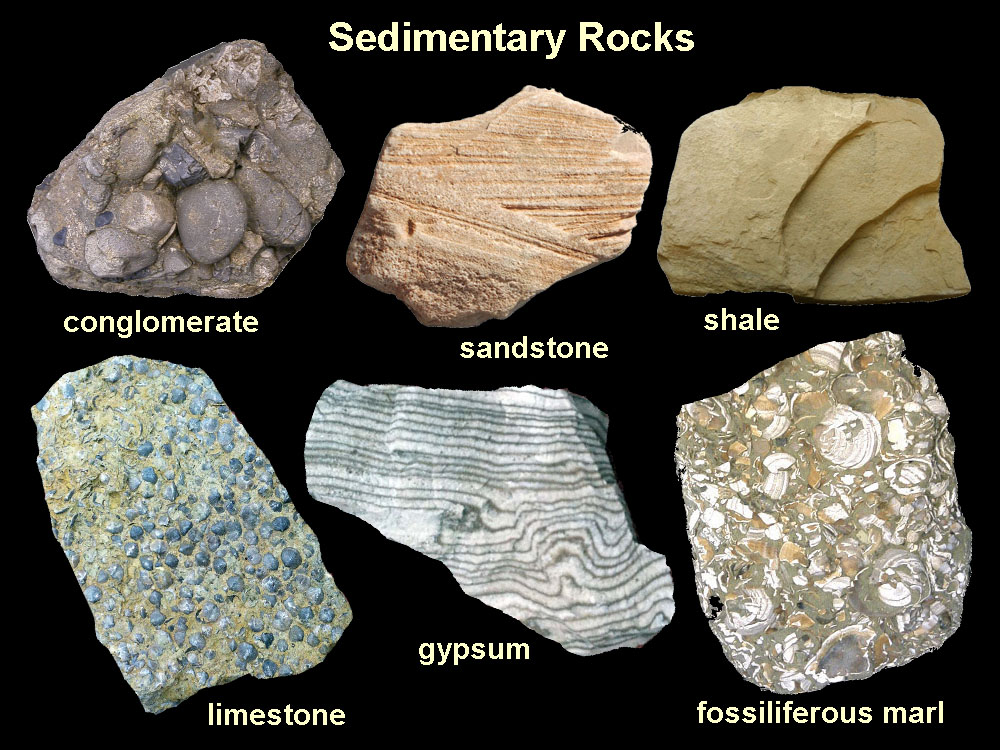 Common Sedimentary Rock Types Sedimentary Rocks Rock Types Sedimentary 