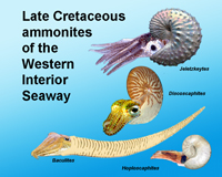 Ammonites of the Late Cretaceous