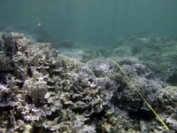 A bleached and dying reef
