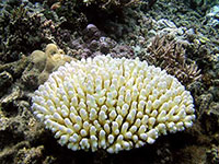 A bleached coral head as a result of higher ocean temperatures.