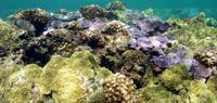 A healthy Hawaiian coral reef