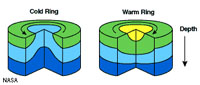 Warm and cold core rings