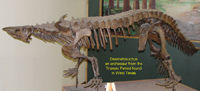 Desmatosaur from West Texas