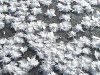 Large frost crystals on frozen ground.