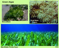 Types of green algae