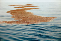 oil-soaked sargassum