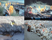 Oil spill cleanup of a turtles from the Deepwater Horizon Disaster.